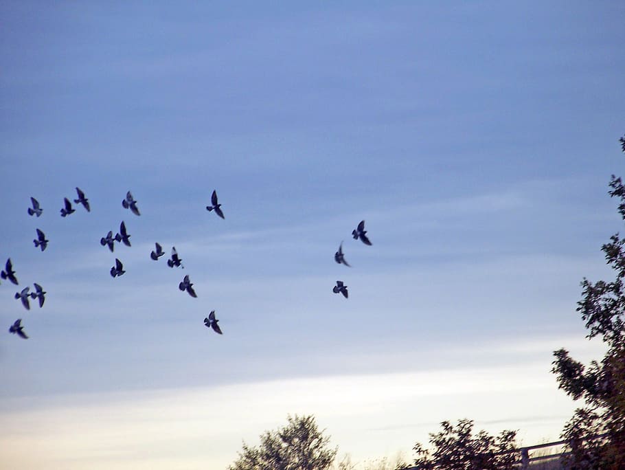 birds, fly, flying, sky, autumn, fall, nature, animal, wildlife HD wallpaper