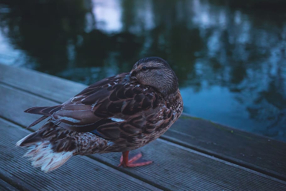 animals, beak, bird, brown, closeup, duck, feather, feathers HD wallpaper