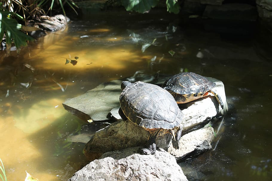 turtles, expensive, shield, water, swim, natural, lake, animal themes HD wallpaper