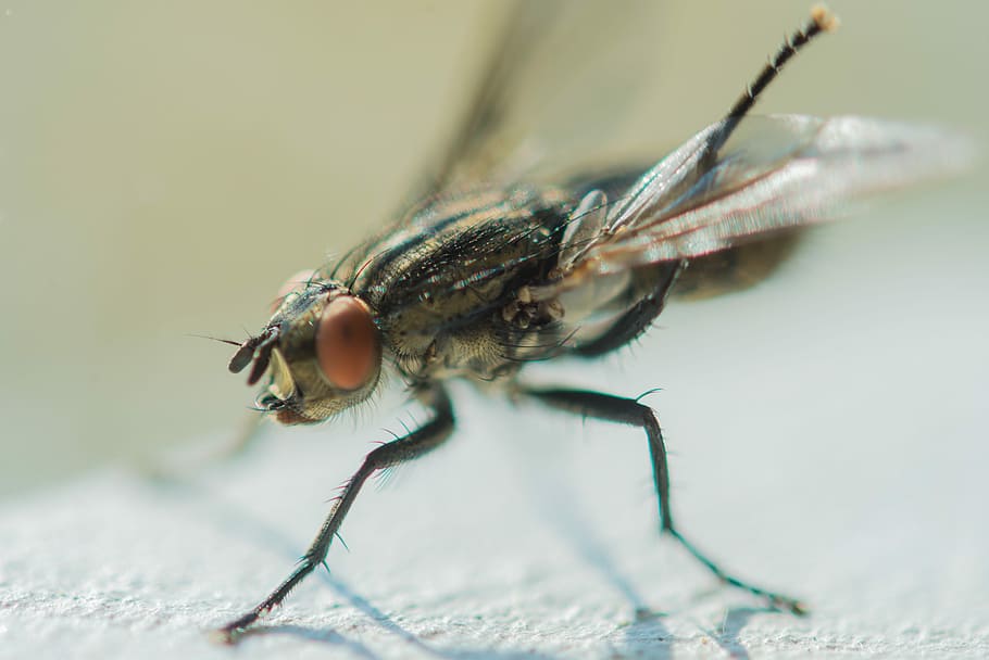 Insect, Fly, Animal, Honey, Honeybee, bug, wild, macro, wildlife HD wallpaper
