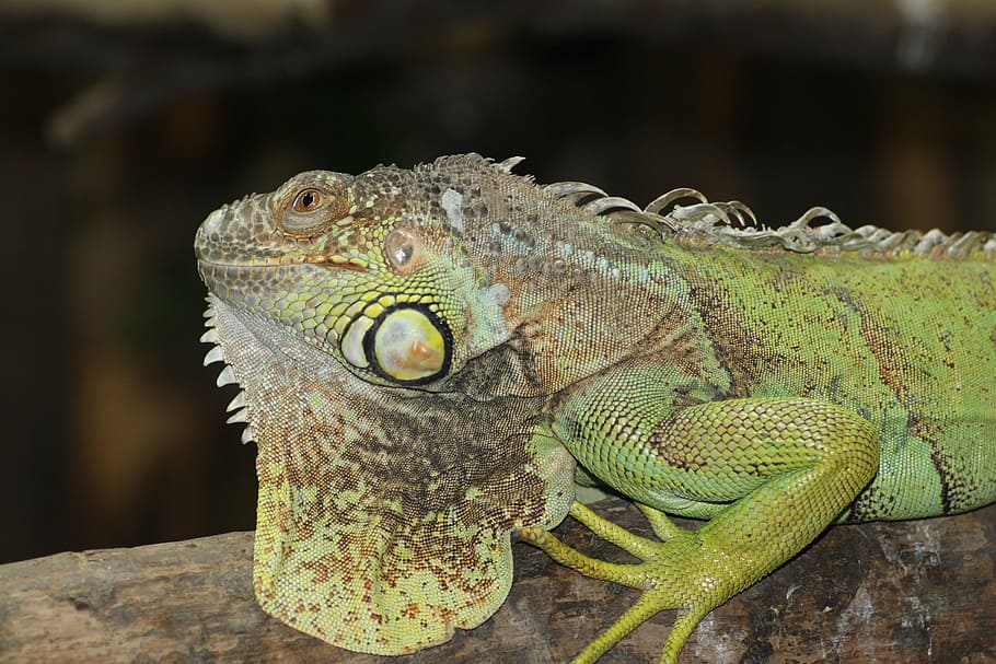 lizard, zoo, reptile, scale, animal themes, animal wildlife HD wallpaper