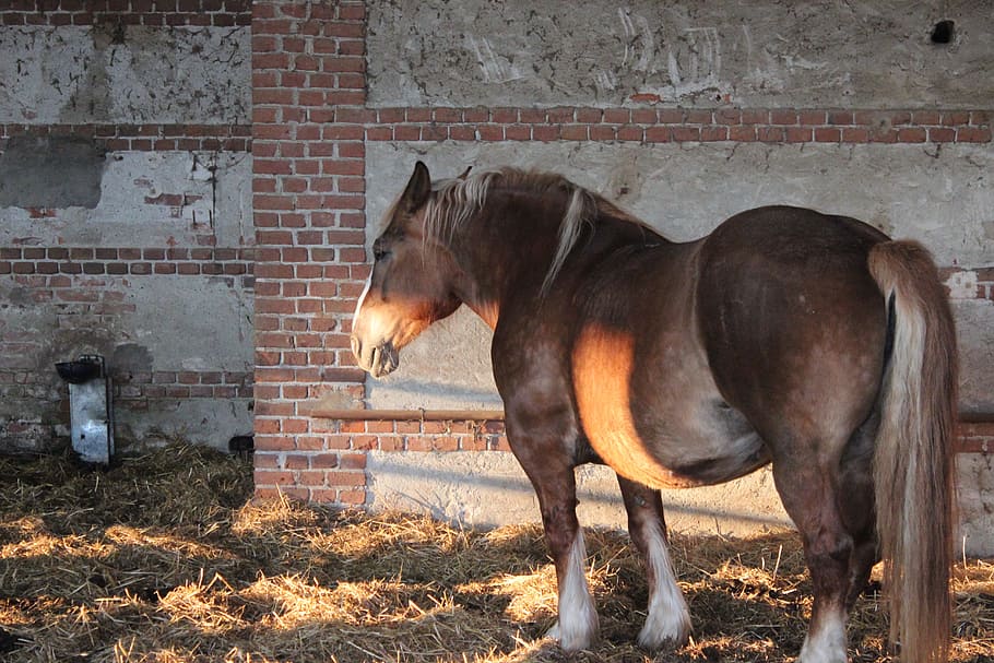 horse, herd, torino, domestic animals, mammal, pets, animal themes HD wallpaper