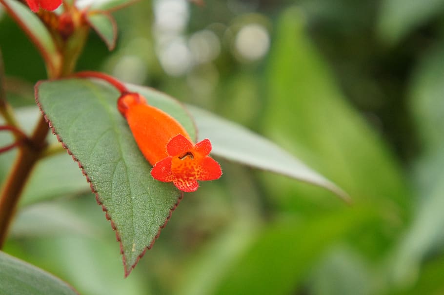 nature, leaf, flower, plant, plant part, close-up, growth, beauty in nature HD wallpaper