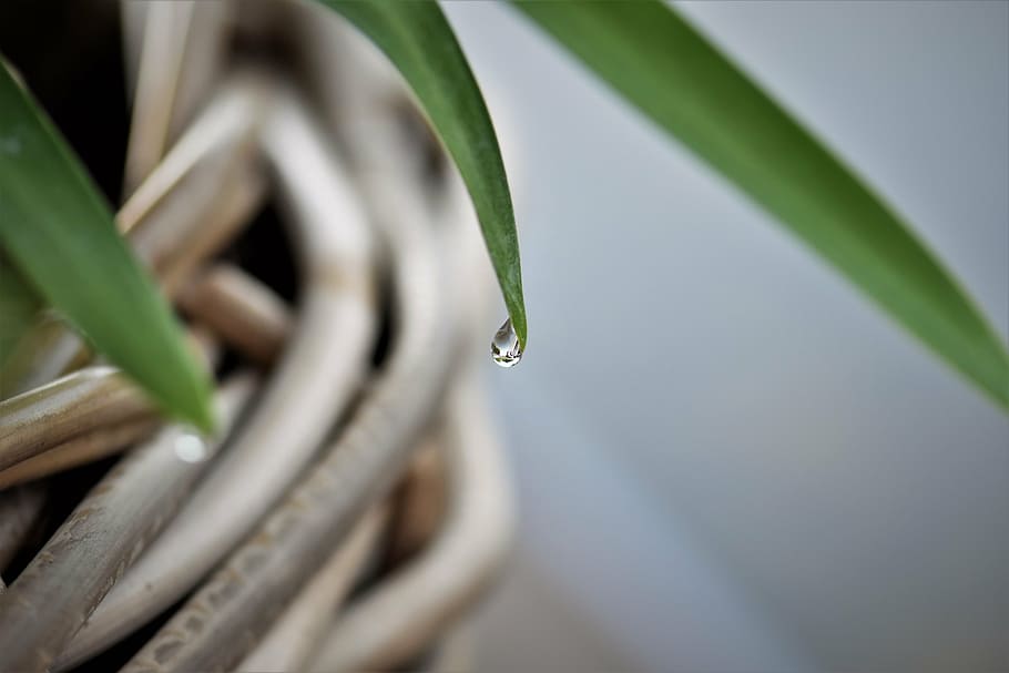 drip, dew, raindrop, leaf, green, morgentau, drop of water HD wallpaper