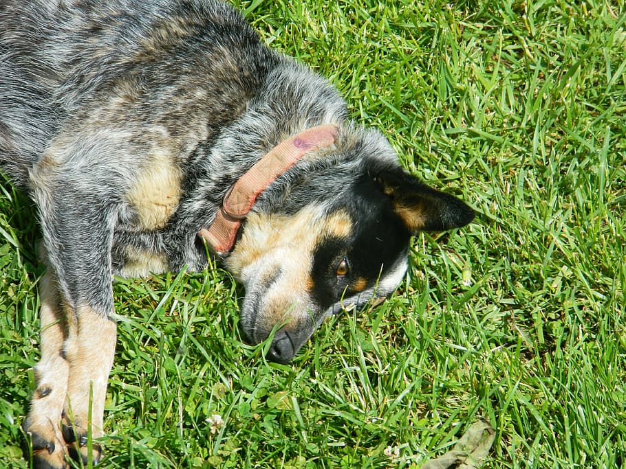 dog, friendly, grass, puppy, animal, one animal, animal themes HD wallpaper
