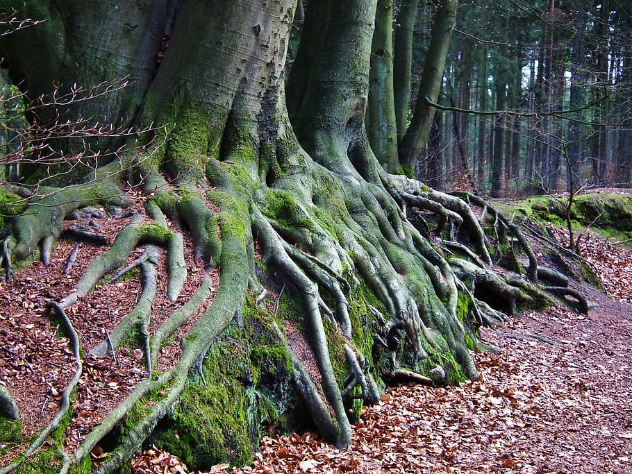 tree root surrounded by dried leaves, forest, nature, moss HD wallpaper