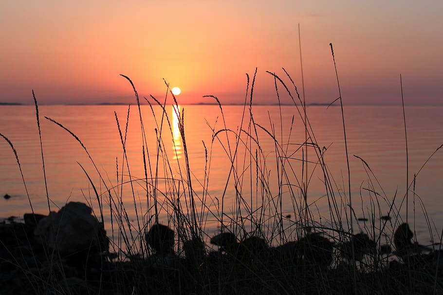 sunset, blade of grass, ear, contrast, abendstimmung, sky, sea, HD wallpaper