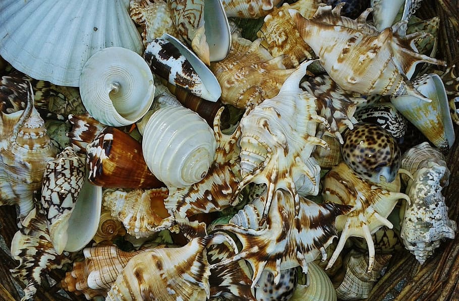 white and brown seashells, Mussels, Snail, Close, snail shell HD wallpaper