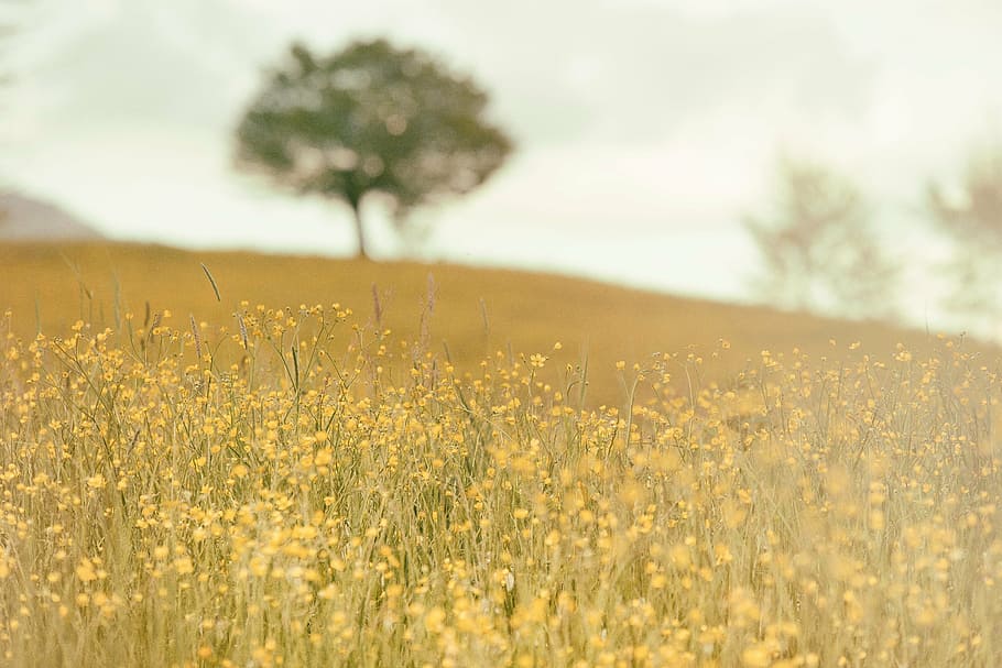 flower covered field and one tree, meadow, nature, summer, grass HD wallpaper