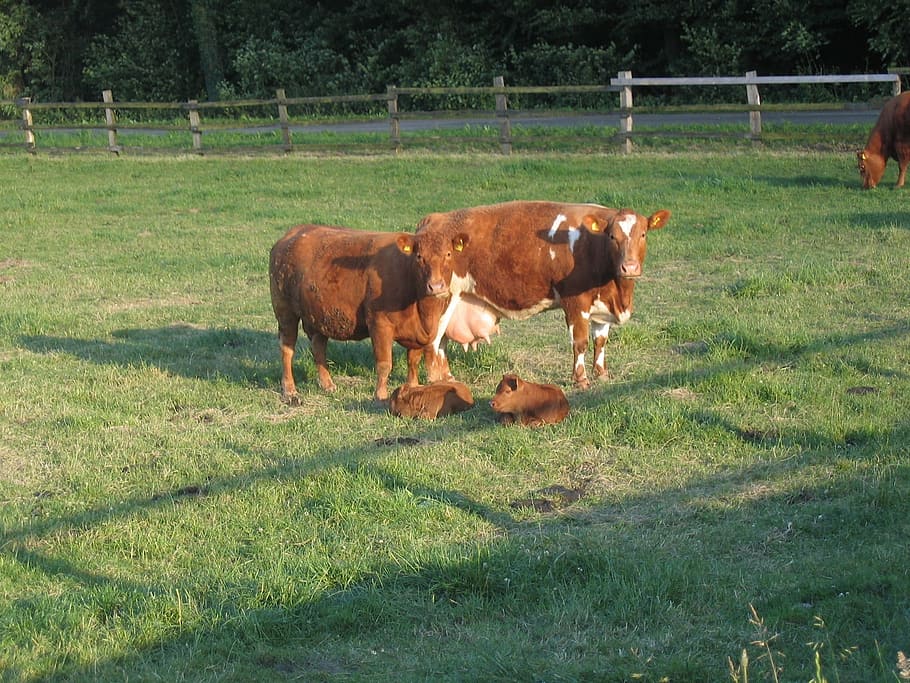 cattle, cows, calf, calves, livestock, field, grass, fence, HD wallpaper
