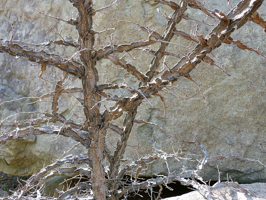 branch, tree, nature, old tree, roche, background, contrast HD wallpaper
