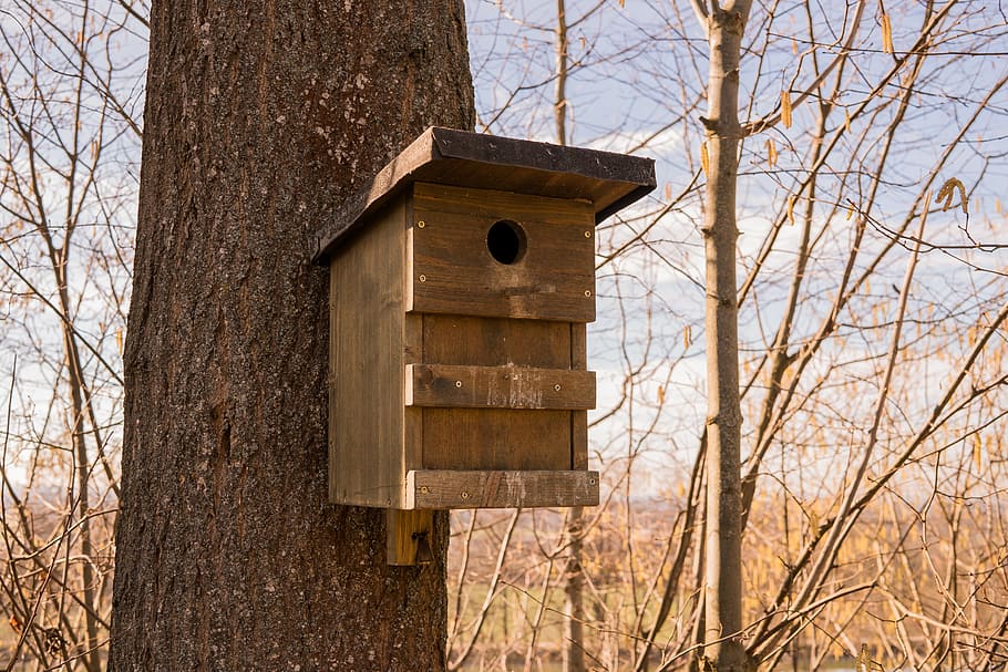 HD wallpaper: Bird Feeder, Wood, Aviary, Bird, Nest, hatchery, nesting ...