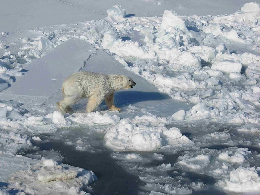 polar bear walking on cracked ice floor during daytime, floating HD wallpaper