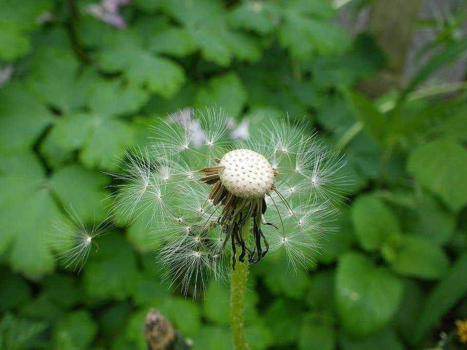 Dandelion, Flower, fragility, growth, nature, freshness, plant HD wallpaper