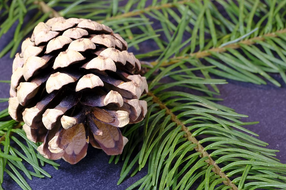fir, pine cones, pine needles, branch, conifer, christmas, christmas tree HD wallpaper