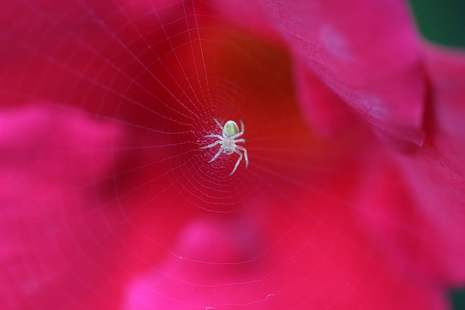 macro, close, spider, cobweb, nature, flower, plant, blossom HD wallpaper