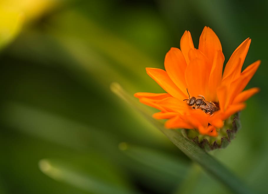 selective focus photography of honeybee inside orange flower in bloom HD wallpaper