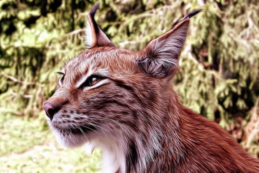 selective focus of brown and black lynx, cat, kitten, tomcat HD wallpaper