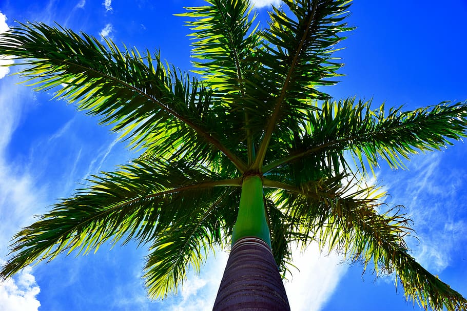 palm tree, blue sky, tropical climate, plant, low angle view HD wallpaper