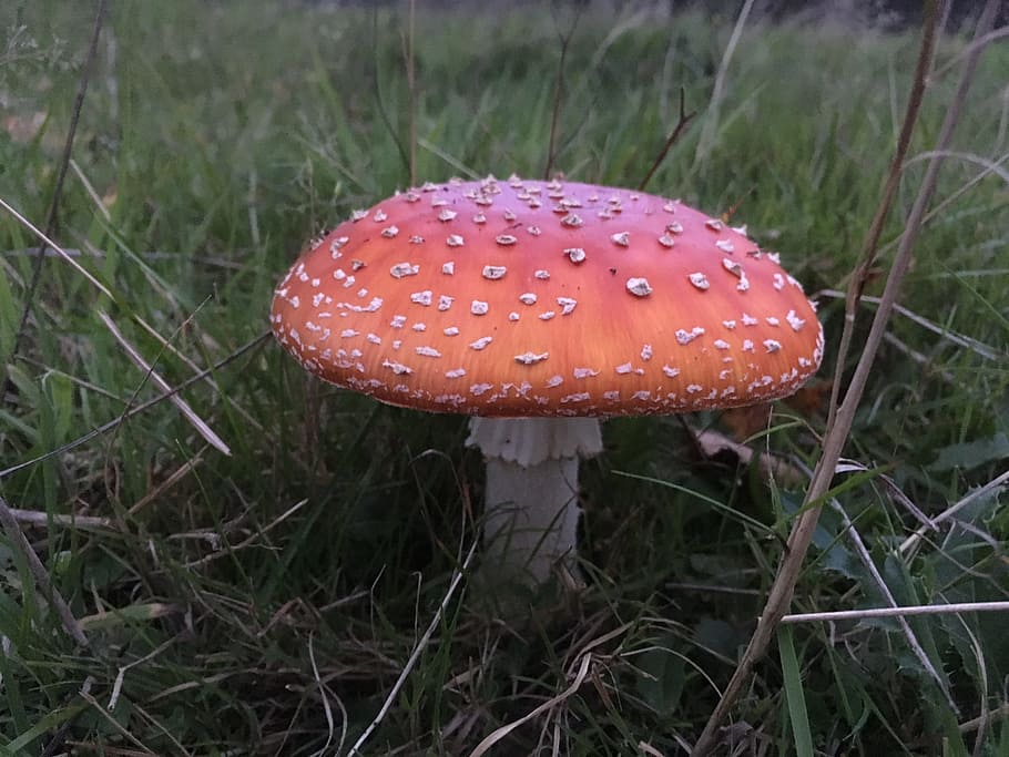 fly agaric, mushroom, autumn, fungus, growth, vegetable, plant HD wallpaper