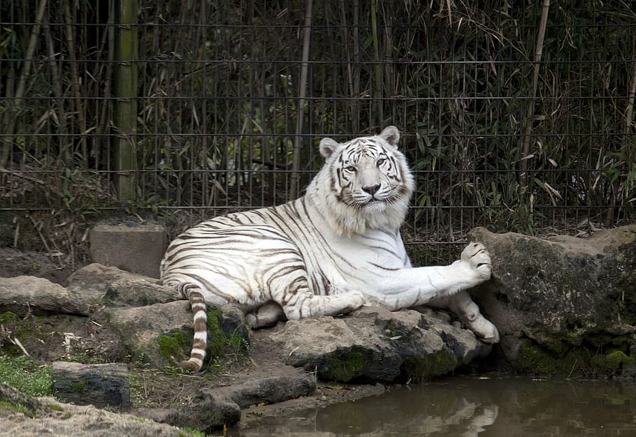 tiger, white, zoo, cat, wildlife, predator, feline, mammal HD wallpaper