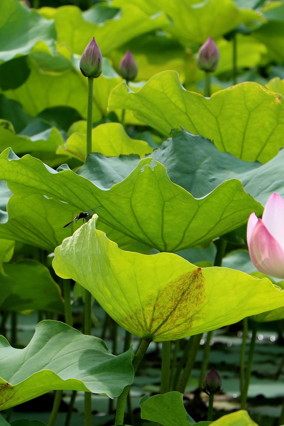 china, flower, lotus, leaf, plant part, beauty in nature, growth HD wallpaper