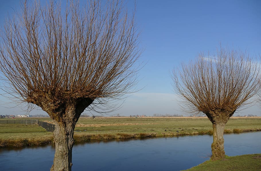 ditch, water, willow, pollard willow, tree, pasture, meadow HD wallpaper