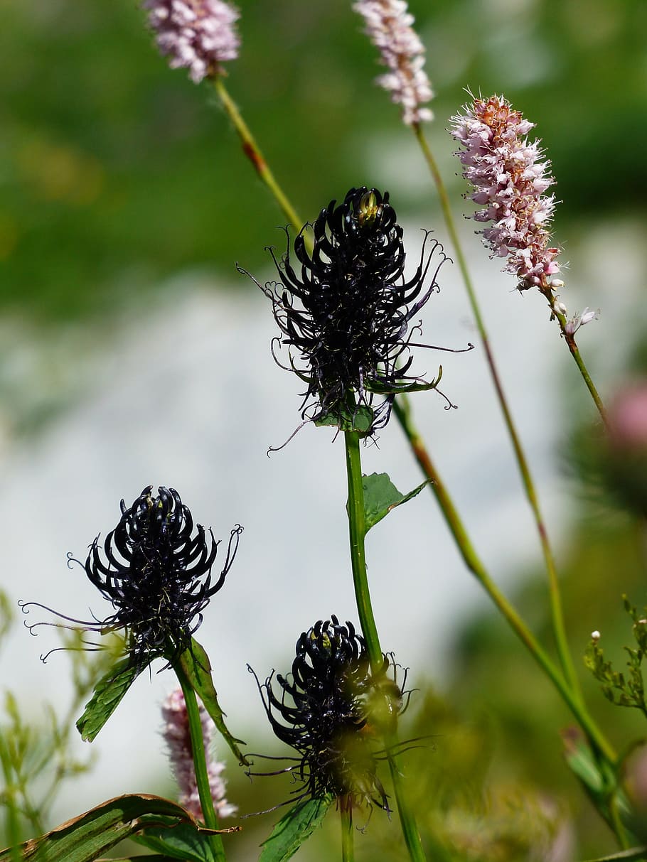 black devil's claw, blossom, bloom, flower, jet black, black rapunzel HD wallpaper