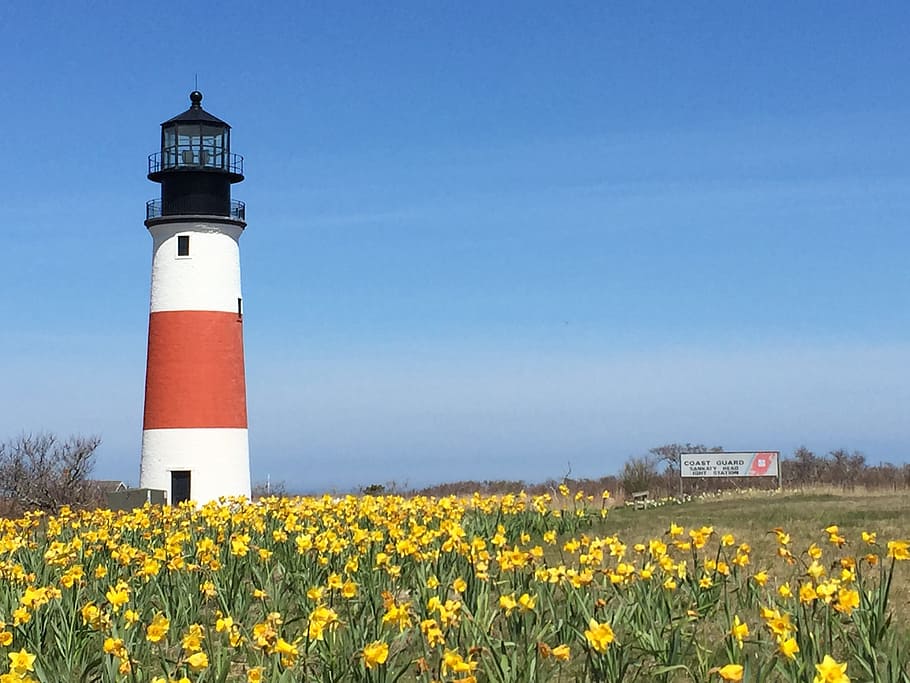 Lighthouse, Daffodils, Sunny Day, landmark, coast, spring, shore HD wallpaper