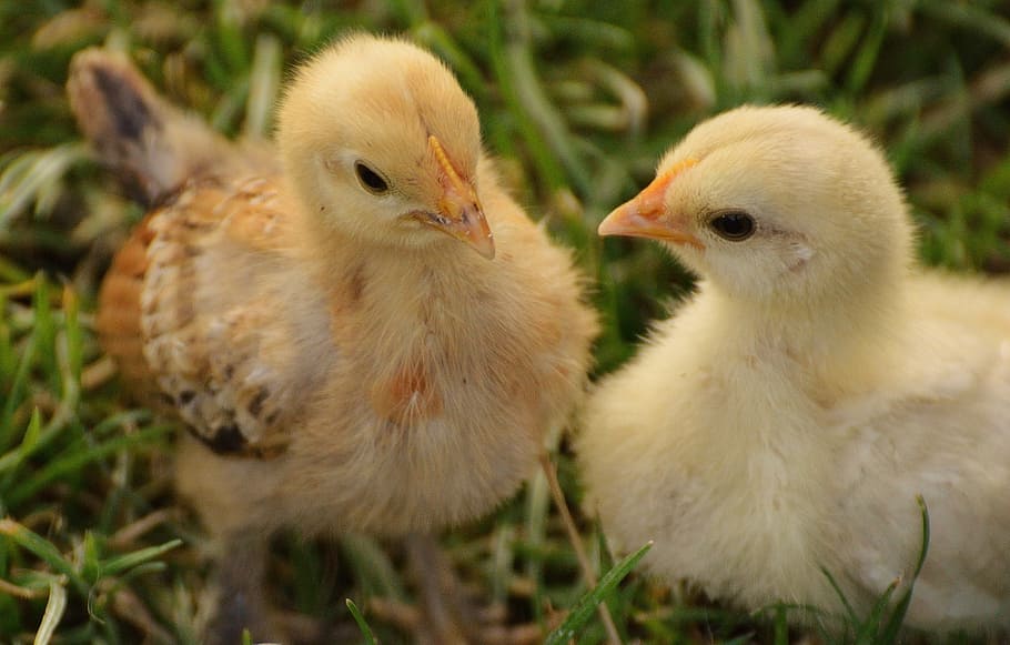 chicks, chicken, small, poultry, young animal, fluff, meadow HD wallpaper