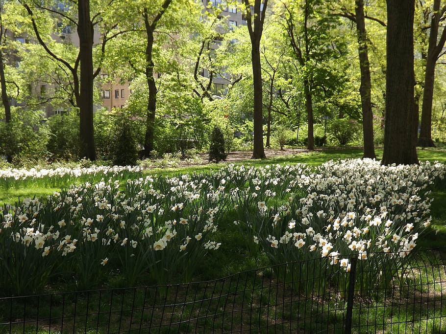 park, ny, central, plant, beauty in nature, tree, growth, tranquility HD wallpaper