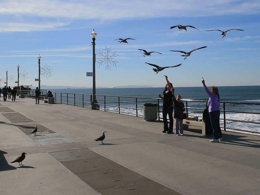 seagull, bird, nature, pier, california, huntington, beach HD wallpaper