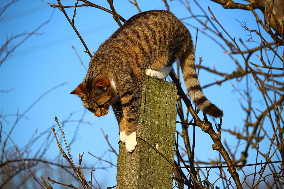 brown tabby cat on gray post, kitten, mackerel, mieze, climb HD wallpaper