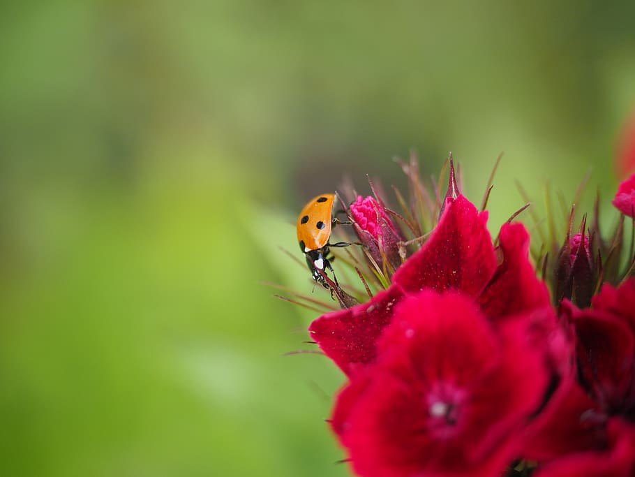 ladybug, coccinellidae, beetle, elytron, siebenpunkt ladybird HD wallpaper