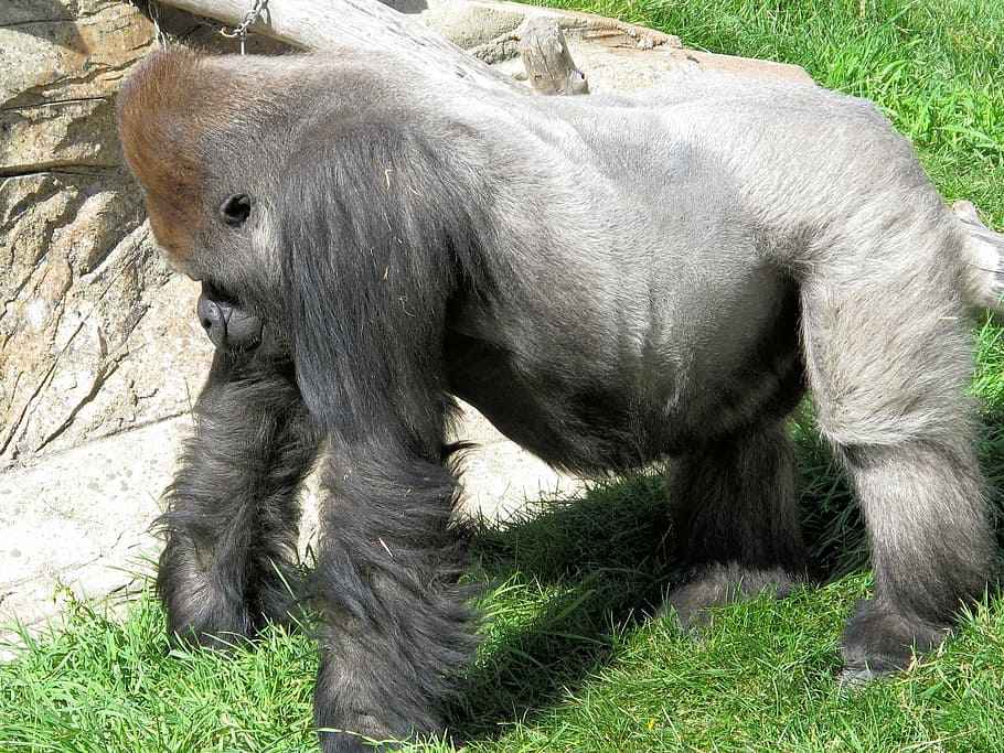 silverback, gorilla, strength, ape, primate, animal, mammal HD wallpaper
