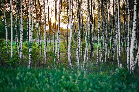 Birch forest, bright, countryside, dawn, environment, fall, grass HD wallpaper