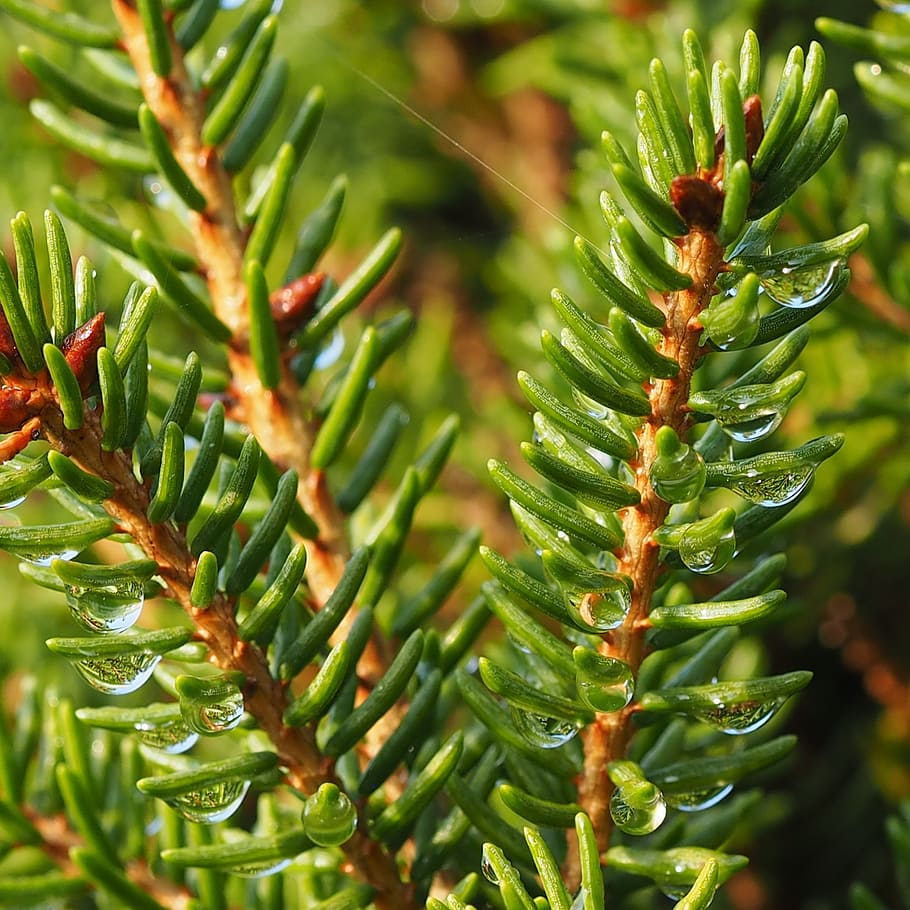 needles, twig, macro, twigs, nature, green, spruce, raindrop HD wallpaper