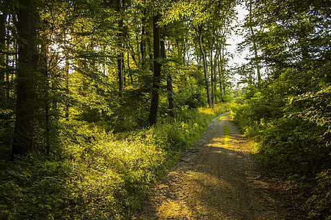 dirtroad between green trees at daytime, nature, summer, forest HD wallpaper