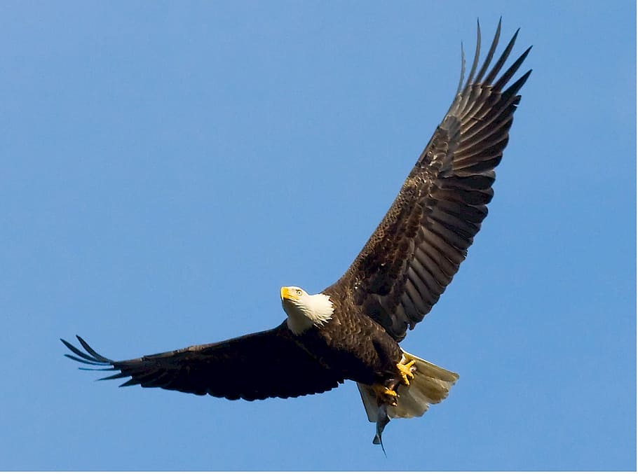 flying bald eagle at daytime, soaring, raptor, symbol, wings HD wallpaper