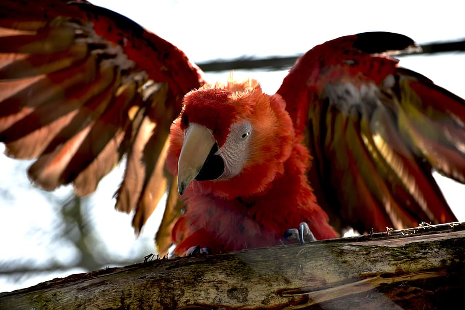animal, ara, bill, bird, colorful, animal world, spring, scarlet macaw HD wallpaper