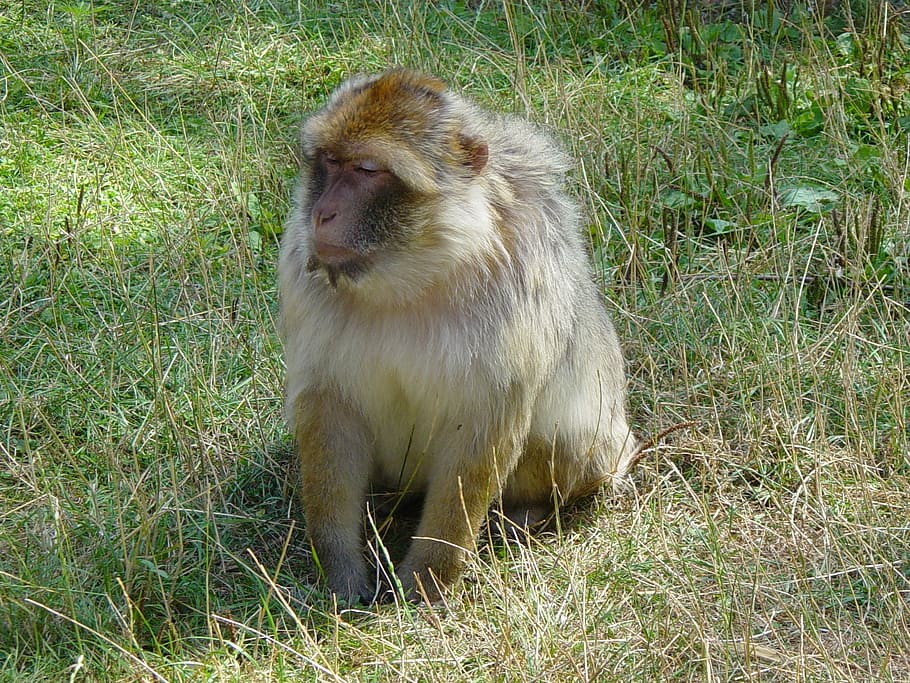 monkey, baboon, zoo, wildlife, animal, mammal, nature, animals In The Wild HD wallpaper
