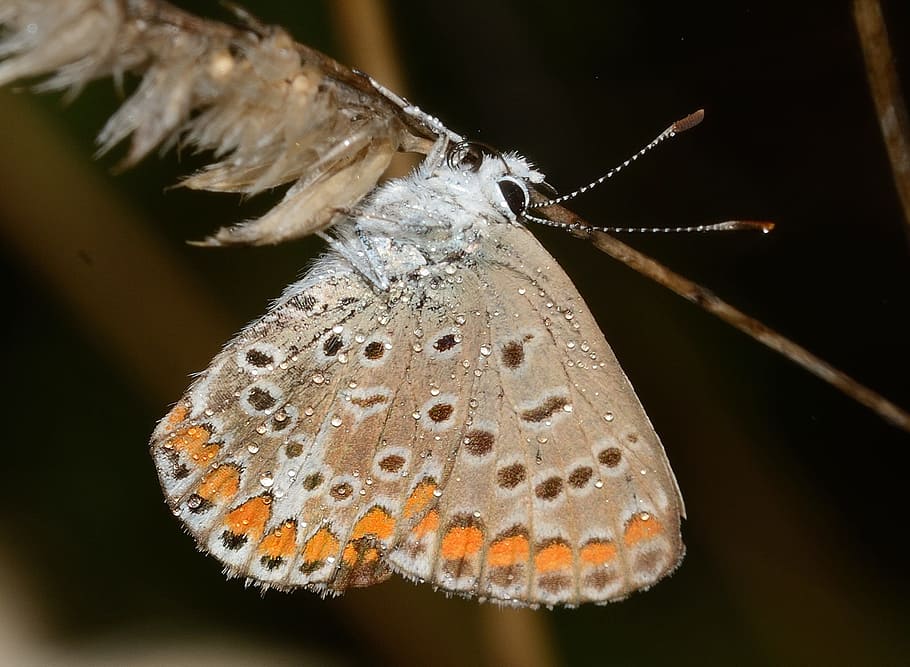Butterflies, Polyommatus, Icarus, Macro, insect, nature, stem HD wallpaper