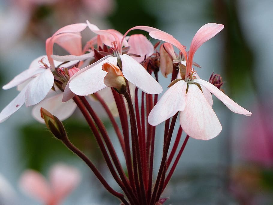 geranium, flowers, colors, summer, garden, flowering plant HD wallpaper