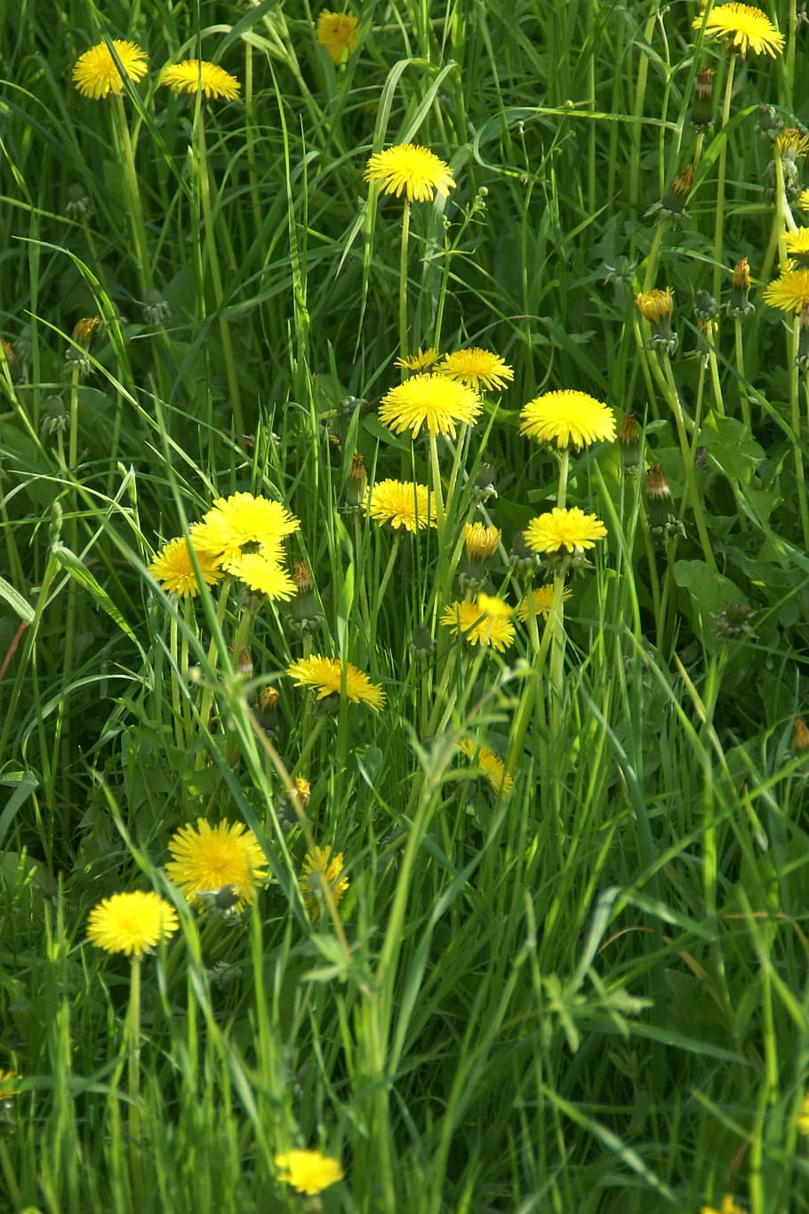 spring, flower, dandelion, grass, green, plants, flowering plant HD wallpaper