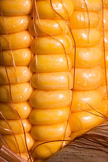 close-up photo of orange corn cob, corn kernels, corn on the cob HD wallpaper