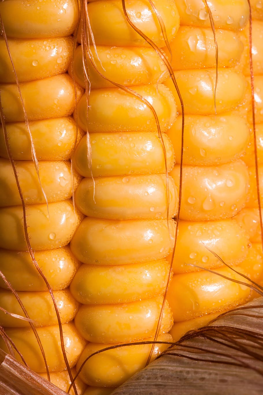 close-up photo of orange corn cob, corn kernels, corn on the cob HD wallpaper