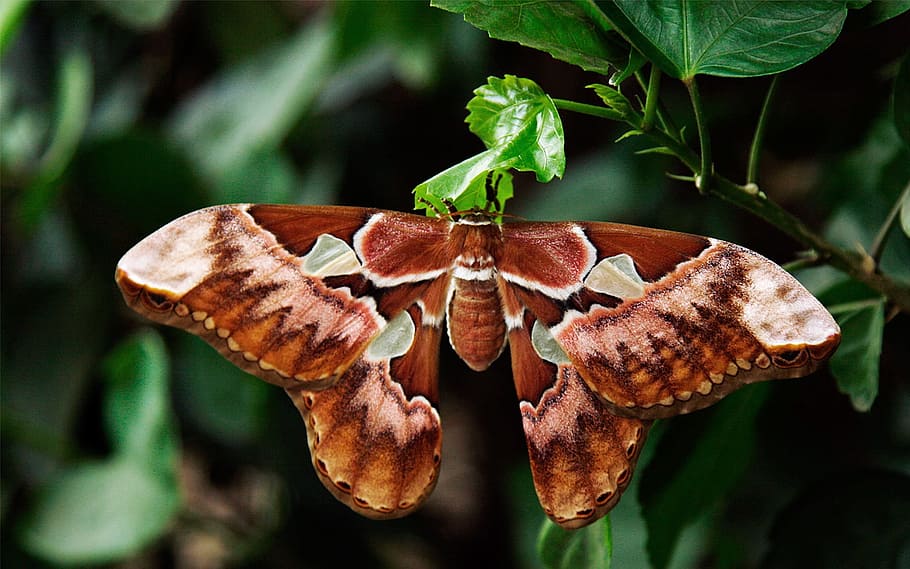 close-up photography of brown and green butterfly perching on green leaf plant during daytime, HD wallpaper