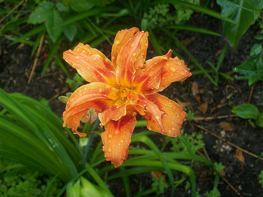orange lily, flower, spring, vulnerability, fragility, plant HD wallpaper