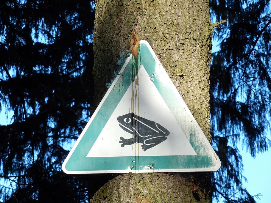 toad, toad migration, frog, sign, frog area, spawning ground HD wallpaper