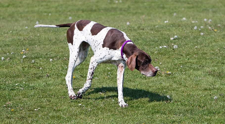 english pointer, dog, hunting, canine, pet, animal, outdoors HD wallpaper